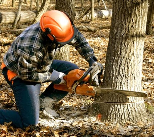 Tree Removal in Andersonville, TN
